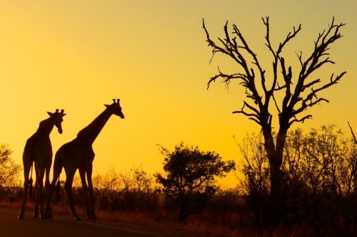 Last Minute South Africa
